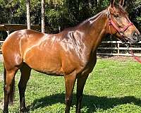 thoroughbred-horse-for-sale