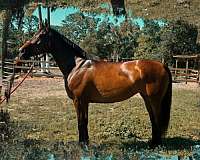 thoroughbred-horse