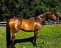 thoroughbred-mare