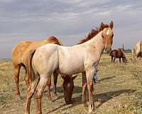 south-dakota-colt
