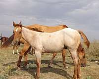 youth-projects-horse