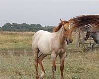 north-dakota-colt