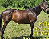 thoroughbred-mare