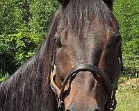 thoroughbred-horse-for-sale