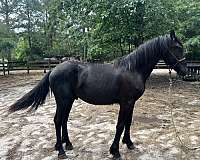 colt-andalusian-friesian-horse