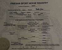 friesian-sport-horse-andalusian