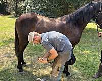 yearling-andalusian-friesian-horse