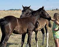 all-around-tennessee-walking-horse