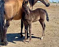 breeding-tennessee-walking-horse
