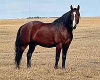 endurance-tennessee-walking-horse