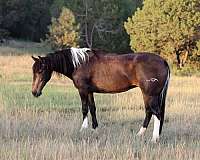 tobiano-horse