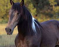 buckskin-tobiano-horse