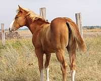big-blaze-4-socks-horse