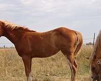 sorrel-big-blaze-4-socks-horse