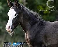 splash-white-horse