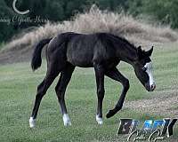 black-splash-white-horse