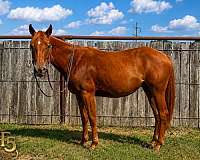 all-around-prospect-quarter-pony