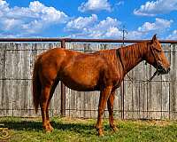 bright-quarter-pony