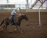 dependable-quarter-pony