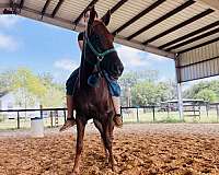 quarter-pony