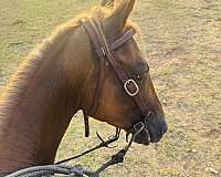 quarter-horse