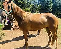 athletic-pony
