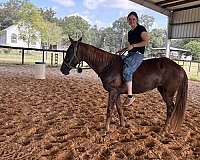 foundation-pony