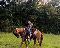 quarter-pony-for-sale