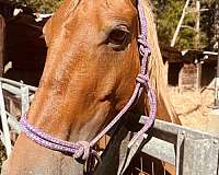 sorrel-pony-mare