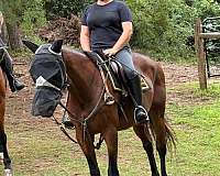 bay-thoroughbred-gelding