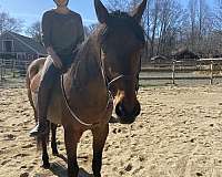 bay-trail-trail-riding-horse