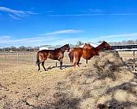 trail-rode-on-mare