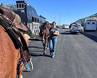 all-around-thoroughbred-horse
