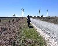 around-thoroughbred-horse