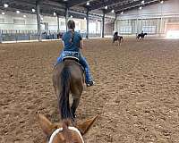 barrel-race-thoroughbred-horse