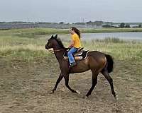 barrel-racing-thoroughbred-horse