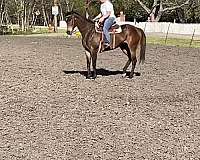 beginner-safe-thoroughbred-horse