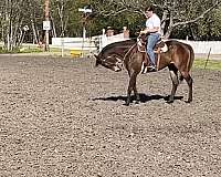 beginner-safe-kid-pony-thoroughbred-horse