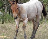 new-york-colt