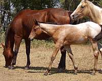 wyoming-colt