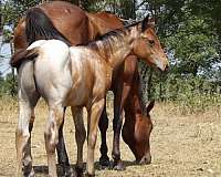 youth-project-horse