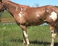 athletic-paint-horse