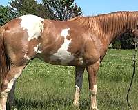 attitude-paint-horse