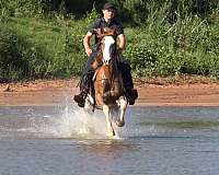 available-paint-horse
