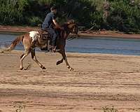 baby-paint-horse