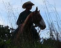 back-paint-horse