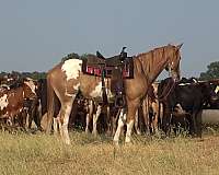 backs-paint-horse