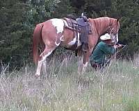 calf-paint-horse