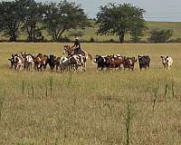 calves-paint-horse