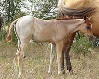 wisconsin-colt